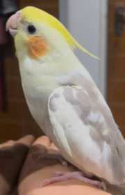 Lost Cockatiel