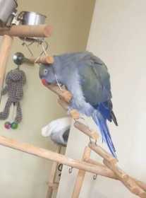 Lost Indian Ringneck Parakeet