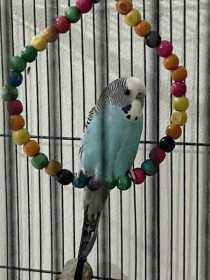 Lost Budgerigar
