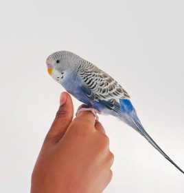 Lost Budgerigar