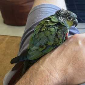 Lost Conure