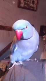 Lost Indian Ringneck Parakeet