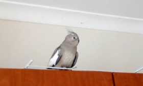 Lost Cockatiel
