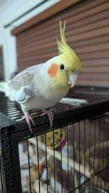 Lost Cockatiel