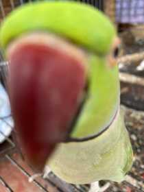 Lost African Ringneck Parakeet
