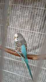 Lost Budgerigar