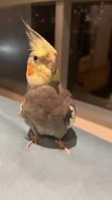 Lost Cockatiel