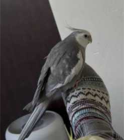 Lost Cockatiel