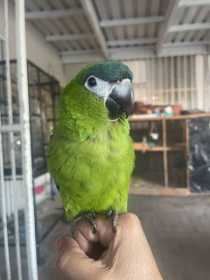 Lost Macaw