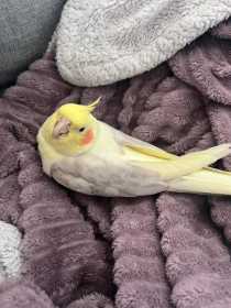 Lost Cockatiel