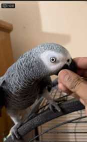 Lost African Grey