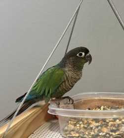 Lost Conure