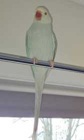 Lost Indian Ringneck Parakeet