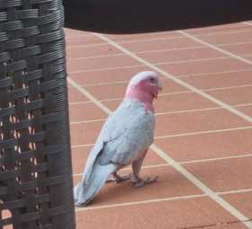 Lost Galah Cockatoo