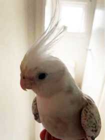 Lost Cockatiel