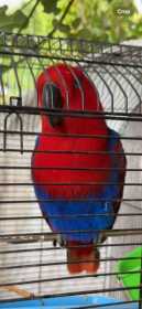 Lost Eclectus