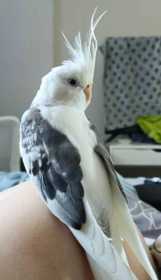 Lost Cockatiel