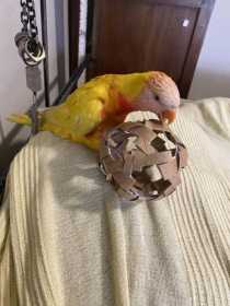 Lost Lory / Lorikeet