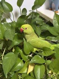 Lost Indian Ringneck Parakeet