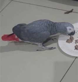 Lost African Grey