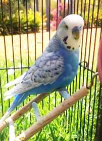 Lost Budgerigar