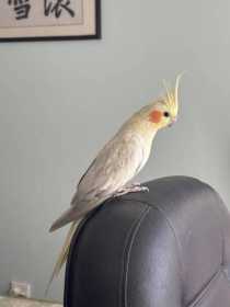 Lost Cockatiel