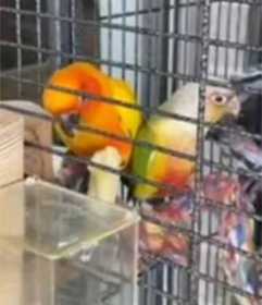 Lost Conure
