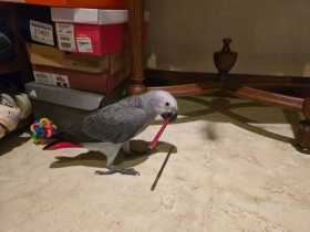 Lost African Grey