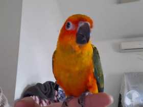 Lost Conure