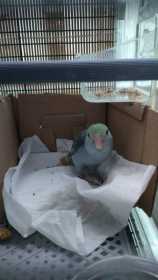 Lost Parrotlet
