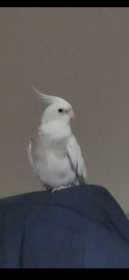 Lost Cockatiel