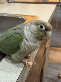 Lost Conure