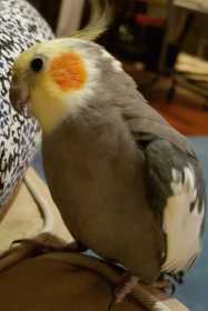Lost Cockatiel