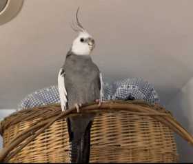 Lost Cockatiel