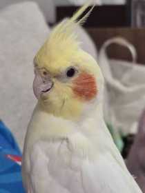 Lost Cockatiel