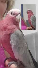 Lost Galah Cockatoo