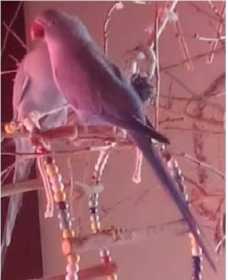 Lost Indian Ringneck Parakeet