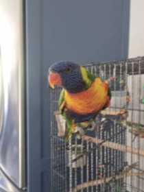 Lost Lory / Lorikeet