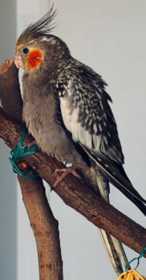 Lost Cockatiel