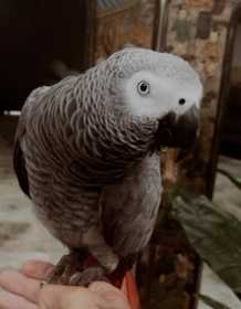 Lost African Grey