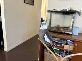 Lost Cockatiel