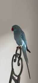Lost Indian Ringneck Parakeet