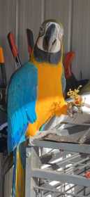 Lost Macaw