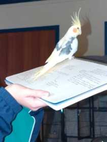 Lost Cockatiel