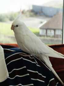 Lost Cockatiel