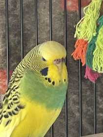 Lost Budgerigar
