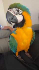 Lost Macaw
