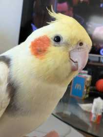 Lost Cockatiel