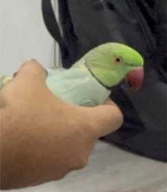 Lost Indian Ringneck Parakeet