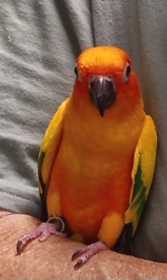 Lost Conure